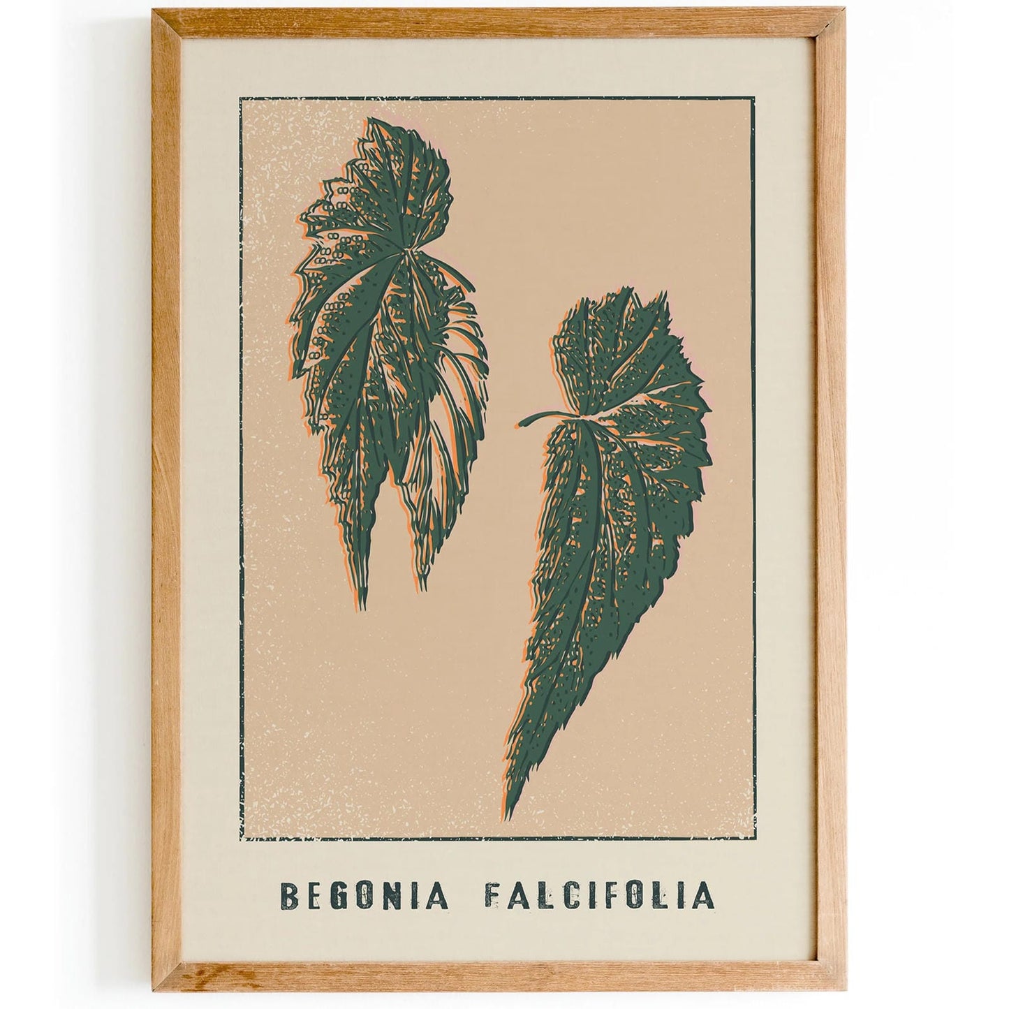 Begonia Falcifolia Botanical Poster