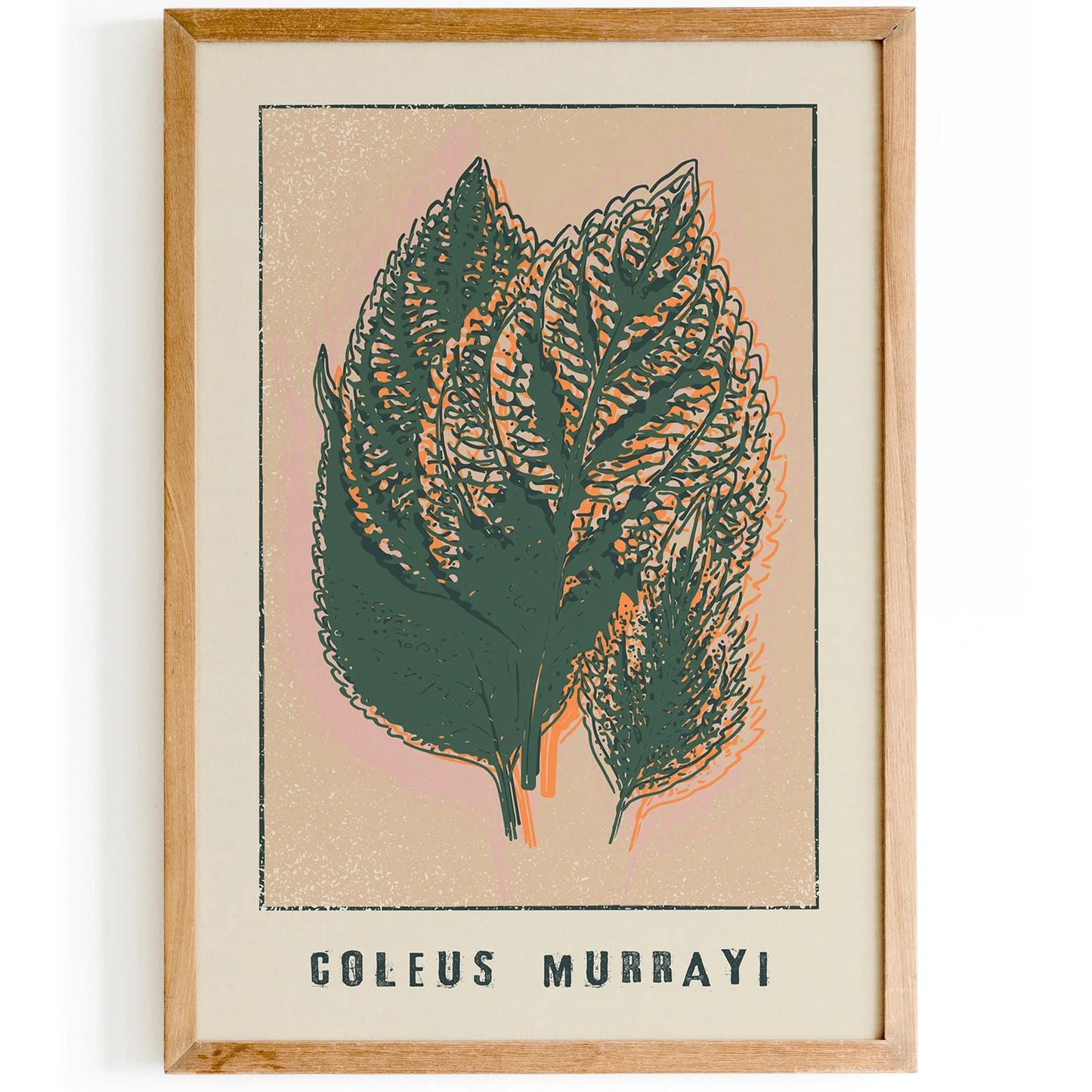 Coleus Murrayi Botanical Poster