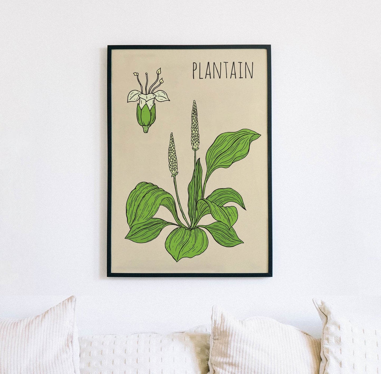 Plantain Botanical Poster - HypeSheriff Europe