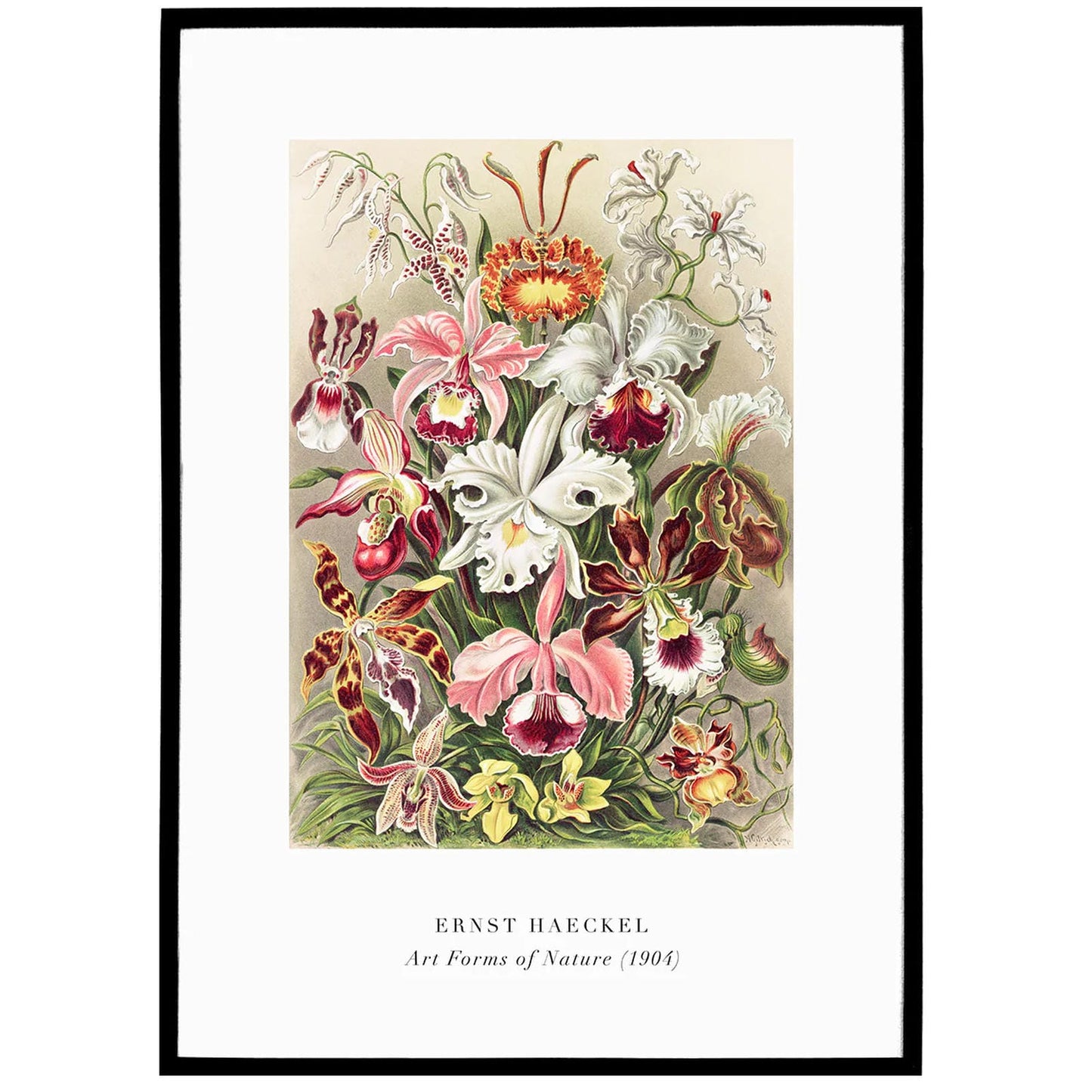 E. Haeckel, Art Forms of Nature No.4 Poster