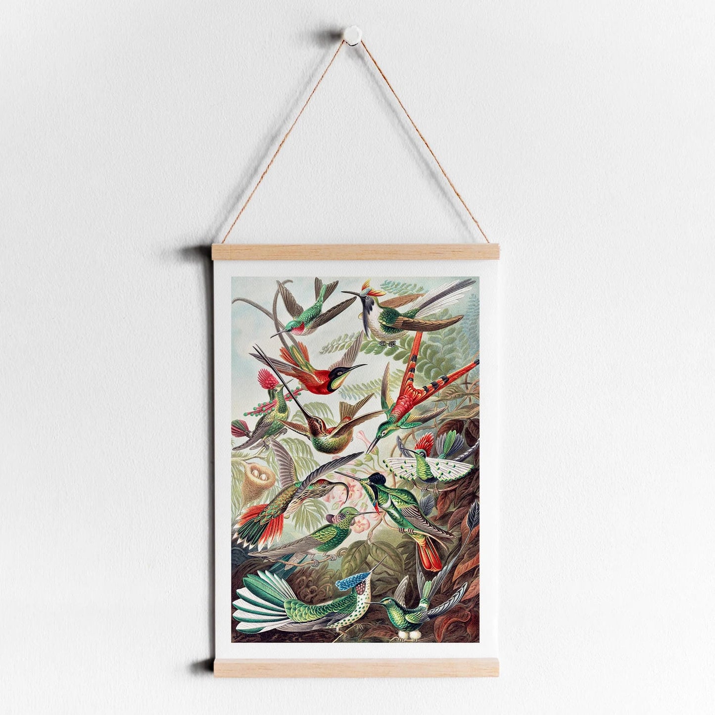 E. Haeckel Trochilidae–Kolibris Poster