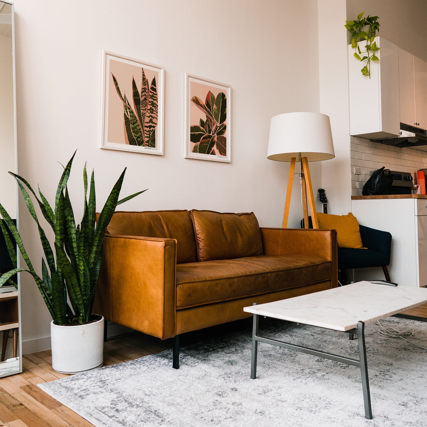 Sansevieria Trifasciata Poster