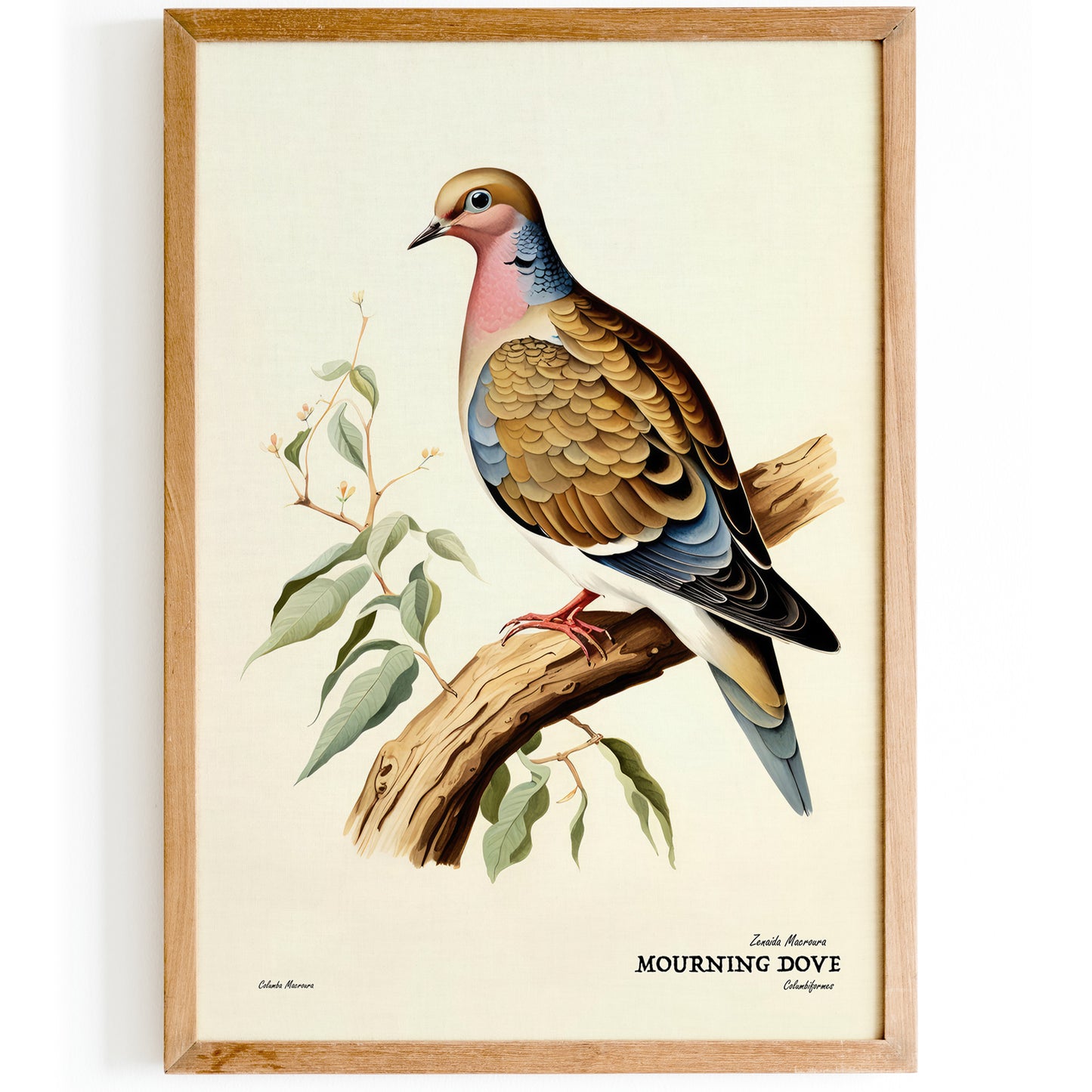 Mourning Dove Vintage Bird Poster