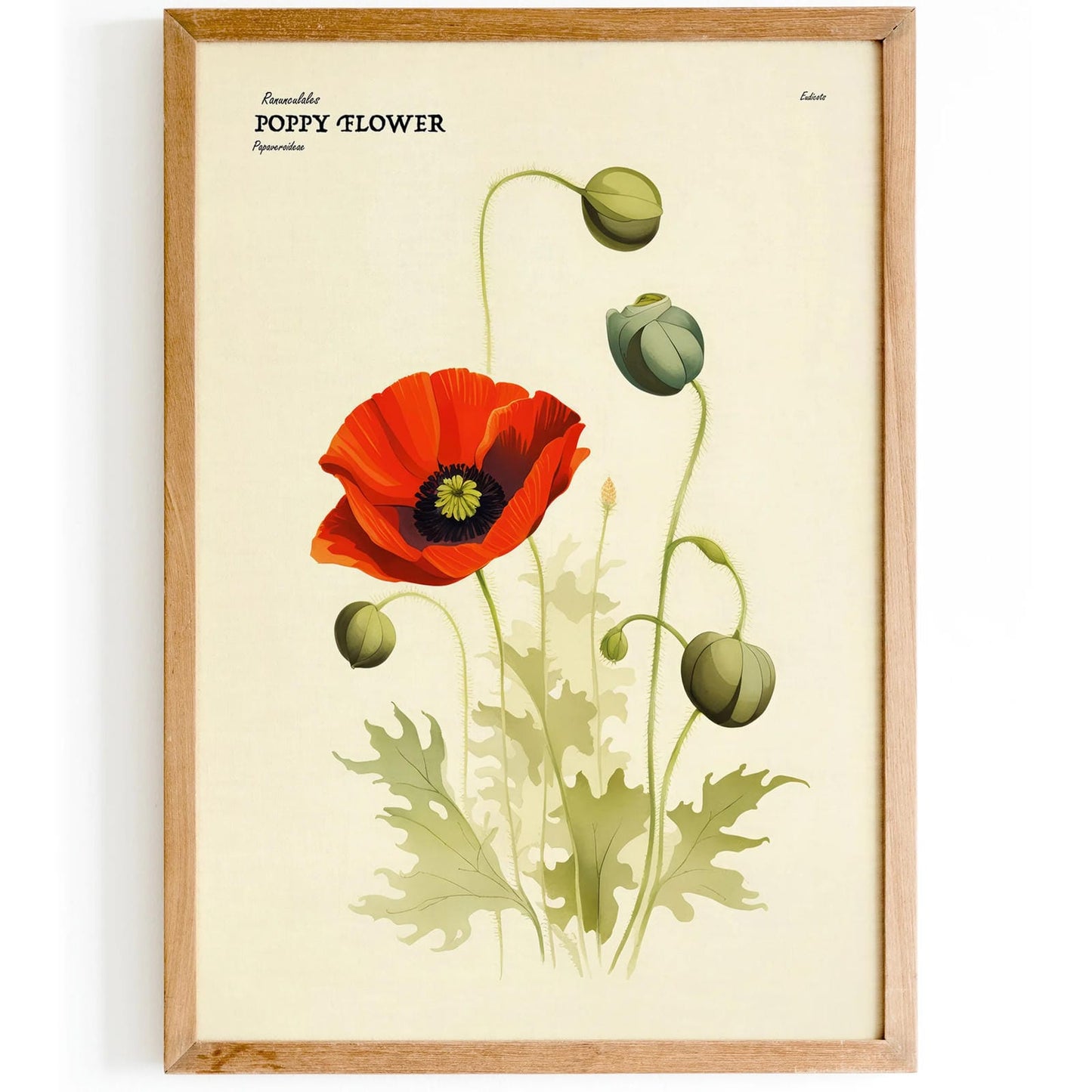 Poppy Flower Vintage Art Print