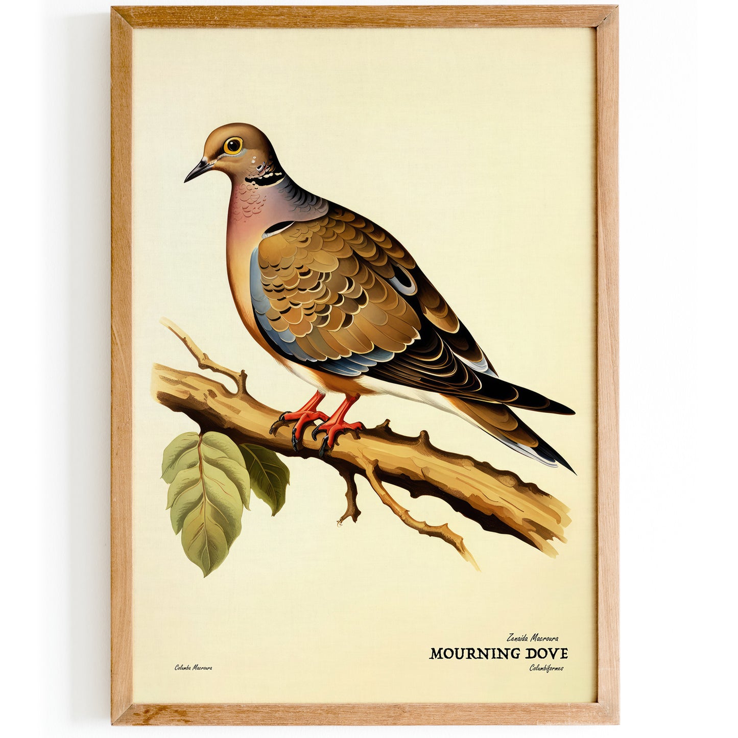 Mourning Dove Bird Poster