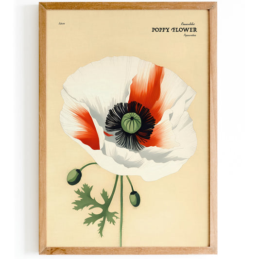 Vintage Poppy Flower Illustrated Poster