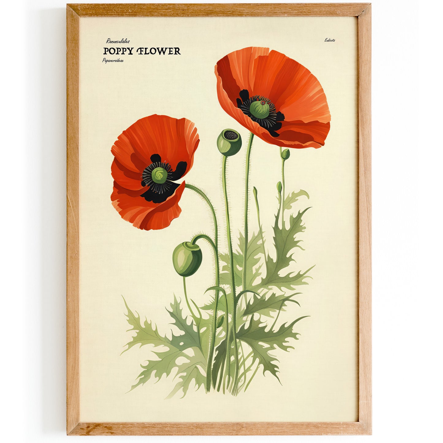 Poppy Flower Illustrated Floral Poster