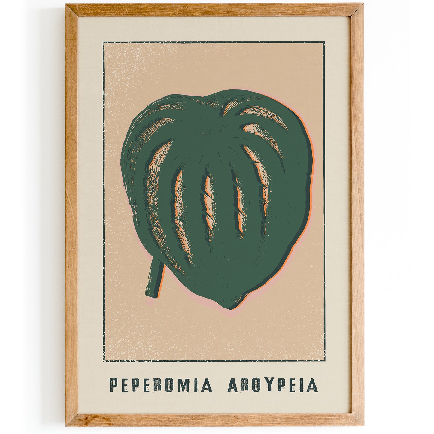 Peperomia Aroypeia Botanical Print