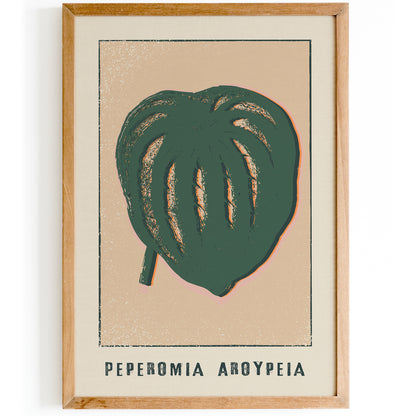 Peperomia Aroypeia Botanical Print