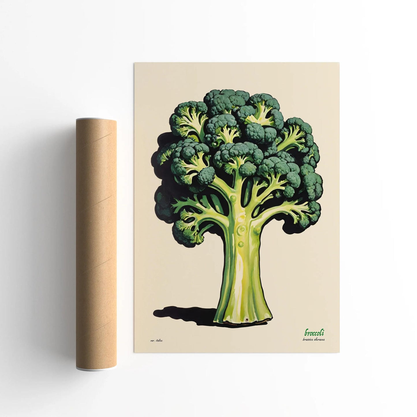 Fresh Broccoli Botanical Art Print
