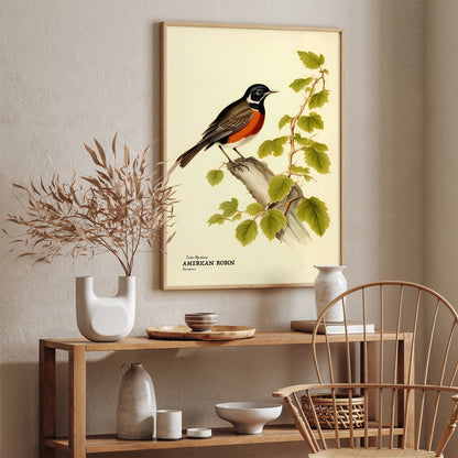 American Robin Vintage Wall Poster