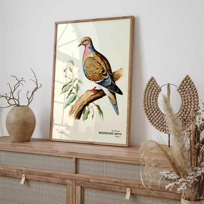 Mourning Dove Vintage Bird Poster