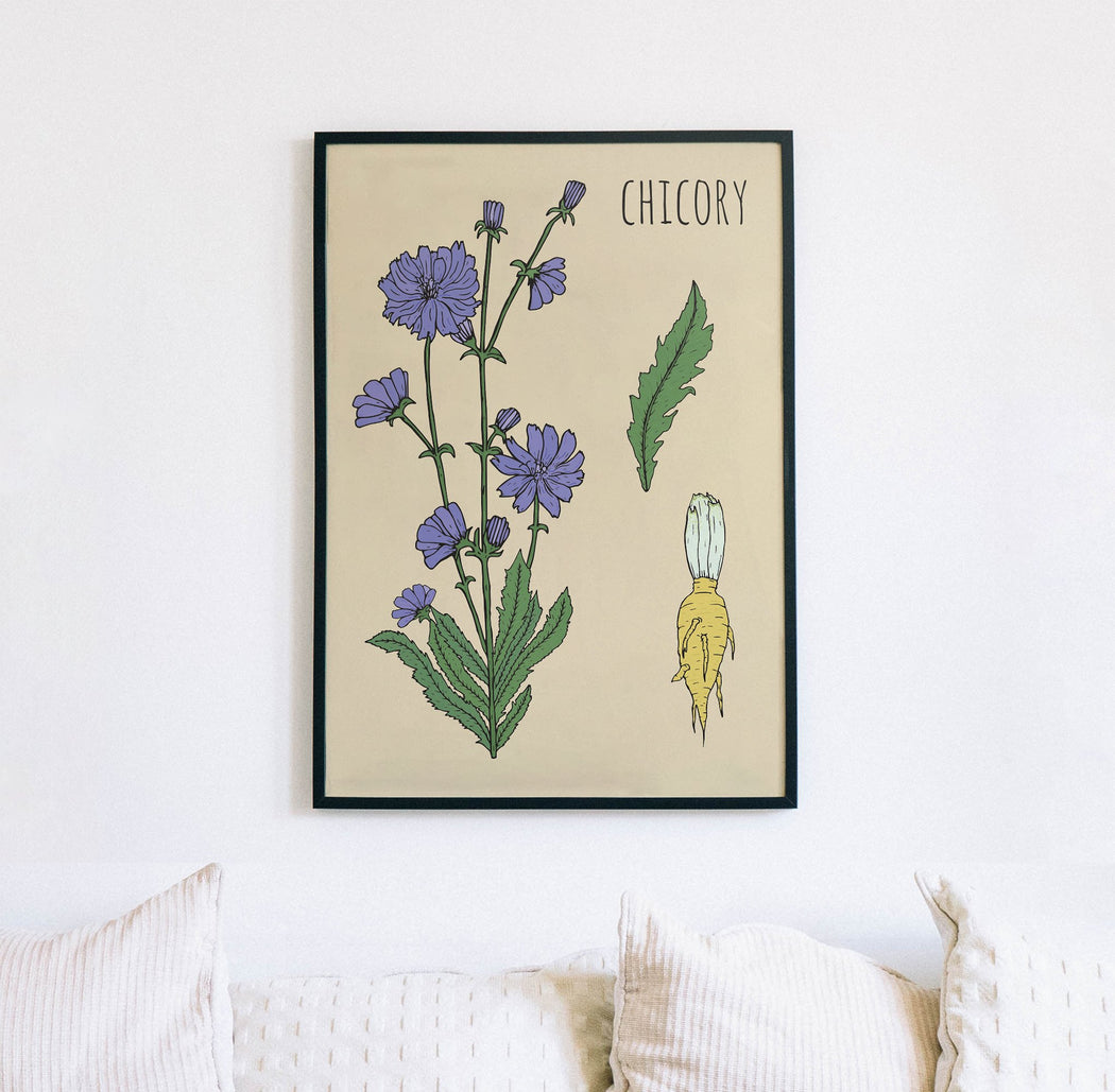 Chicory Botanical Poster