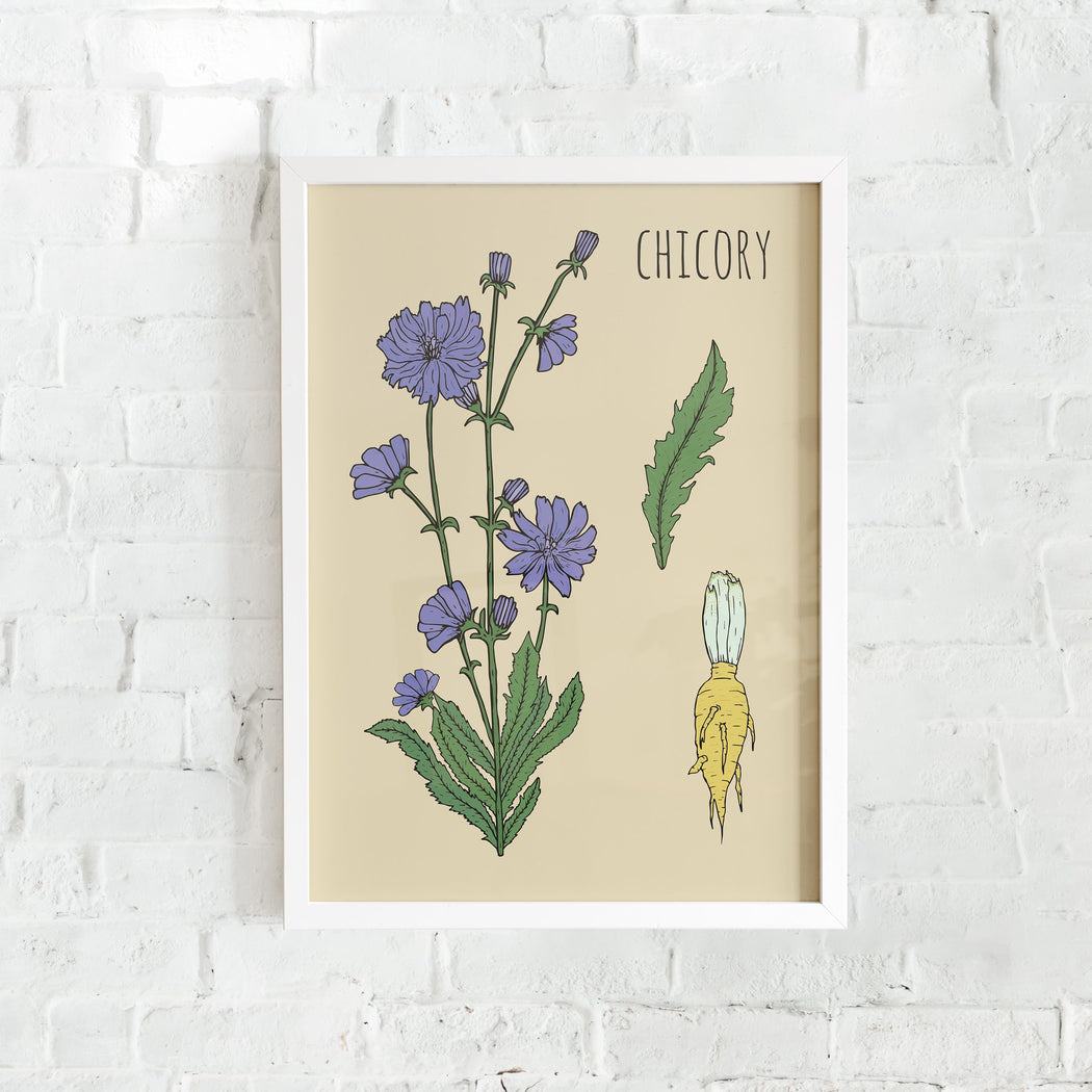 Chicory Botanical Poster