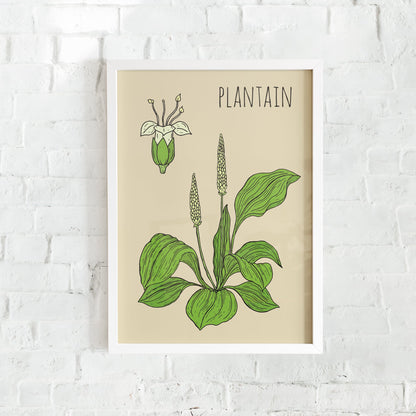 Plantain Botanical Poster