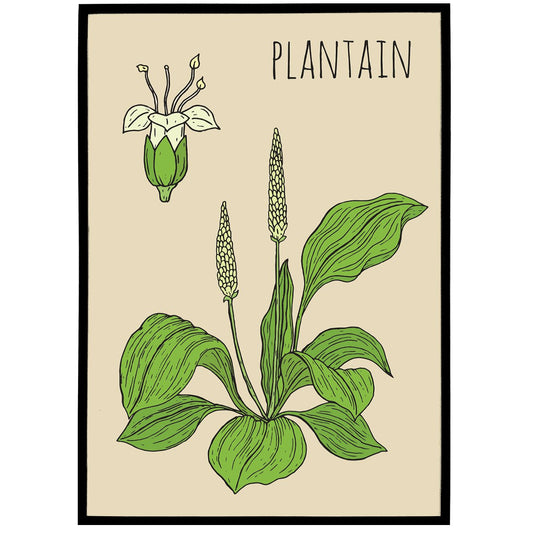 Plantain Botanical Poster