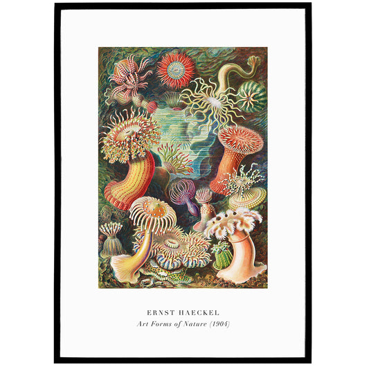 E. Haeckel, Art Forms of Nature No.1 Poster