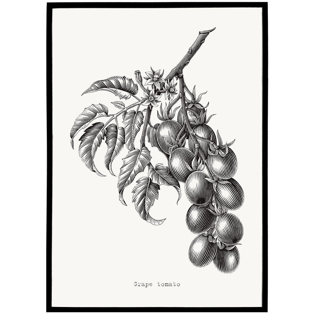 Grape tomato vintage art print