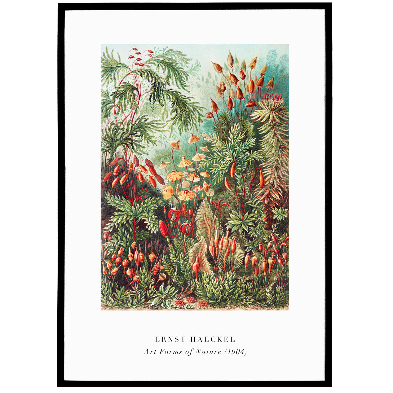 E. Haeckel, Art Forms of Nature No.2 Poster