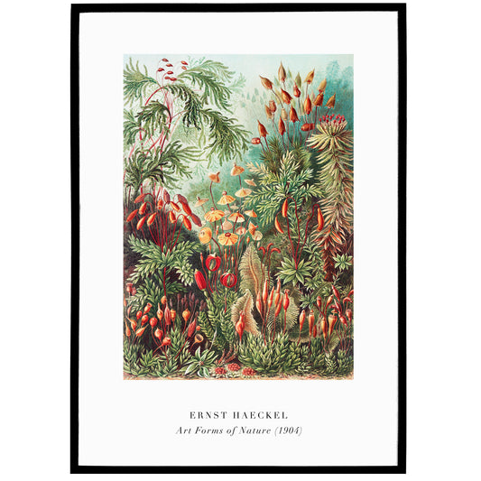 E. Haeckel, Art Forms of Nature No.2 Poster