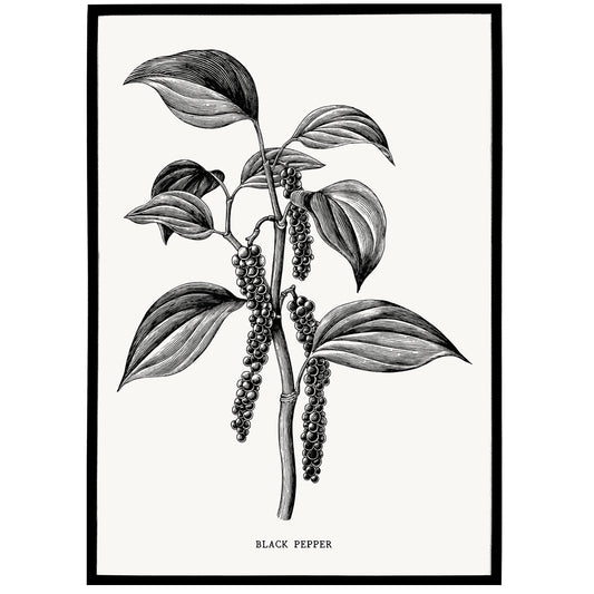 Black Pepper Art Print