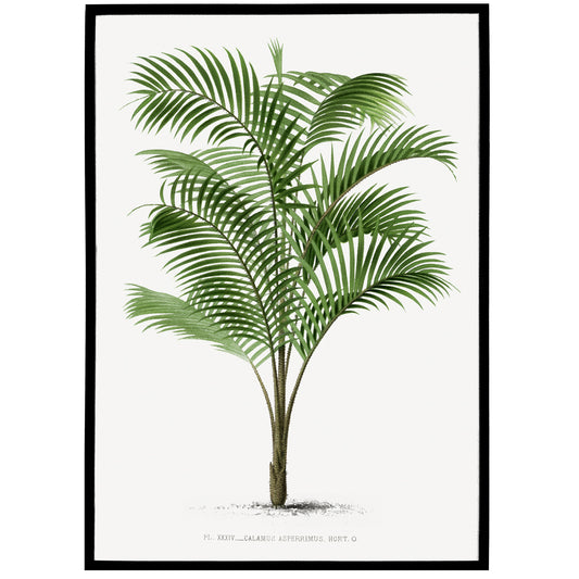 Les Palmiers Vintage Botanical Poster