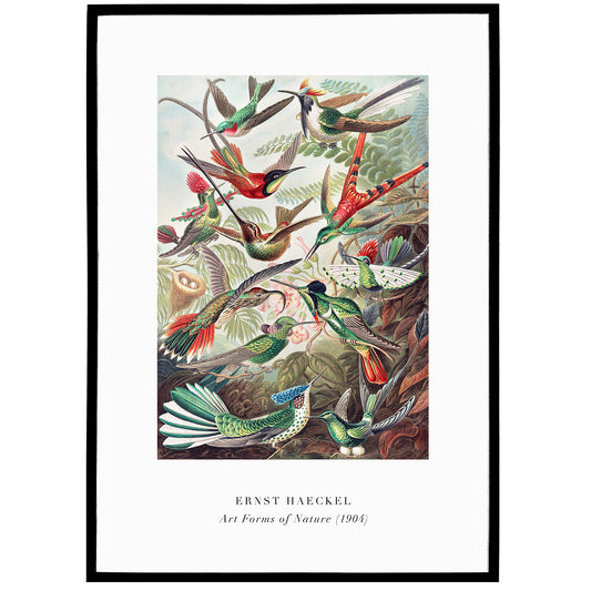 E. Haeckel, Art Forms of Nature No.3 Poster