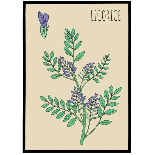 Licorice Botanical Poster