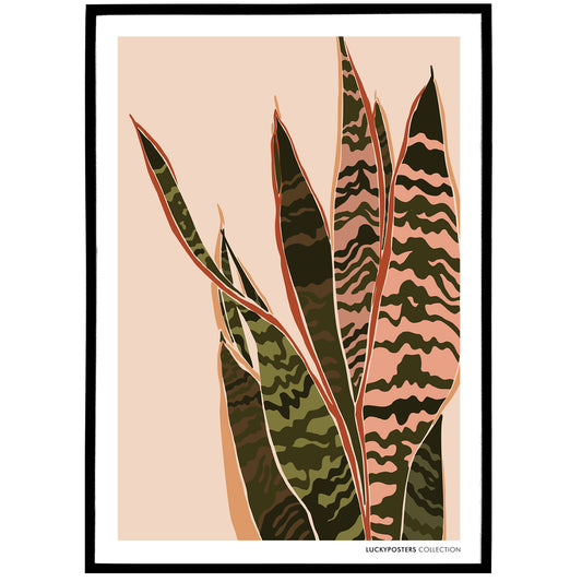Sansevieria Trifasciata Poster