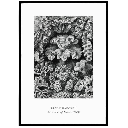 E. Haeckel, Art Forms of Nature No.6 Poster