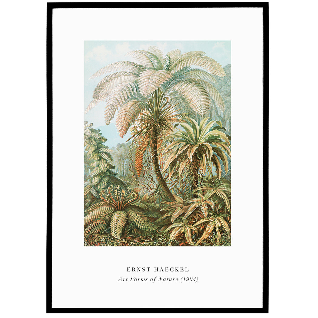 E. Haeckel, Art Forms of Nature No.5 Poster