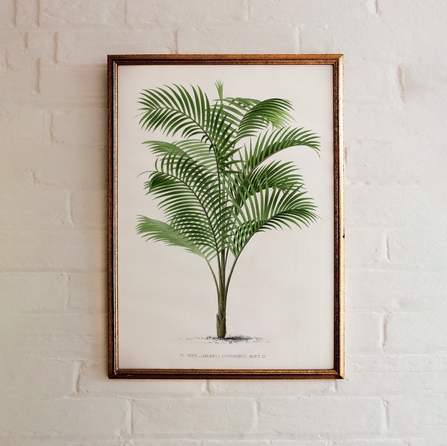 Les Palmiers Vintage Botanical Poster