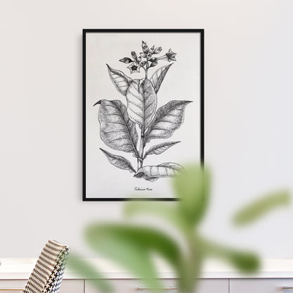 Tobacco Tree Art Print