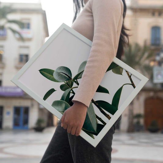 Rubber Tree Plant Photographic Poster