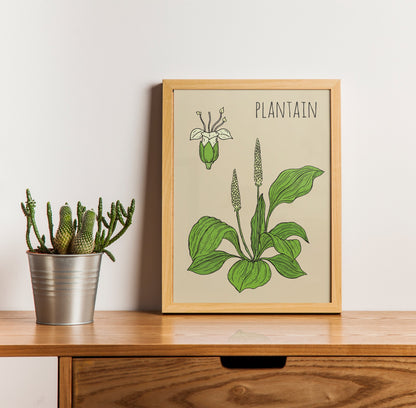 Plantain Botanical Poster
