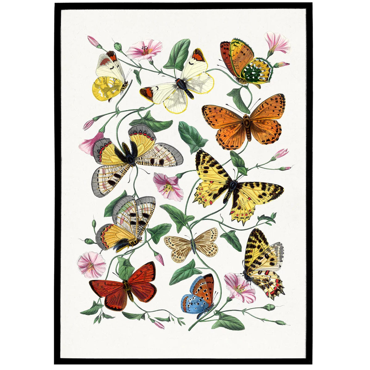 Vintage Butterflies Illustration Poster – HypeSheriff Europe