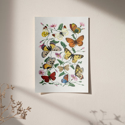 Vintage Butterflies Illustration Poster