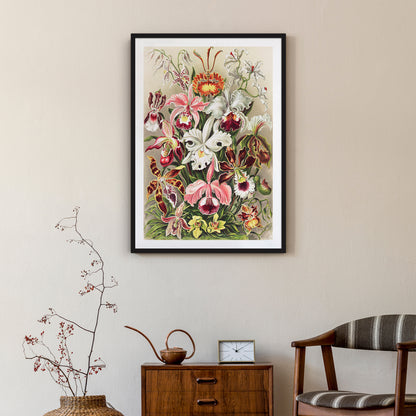 E. Haeckel Orchideae–Denusblumen Poster
