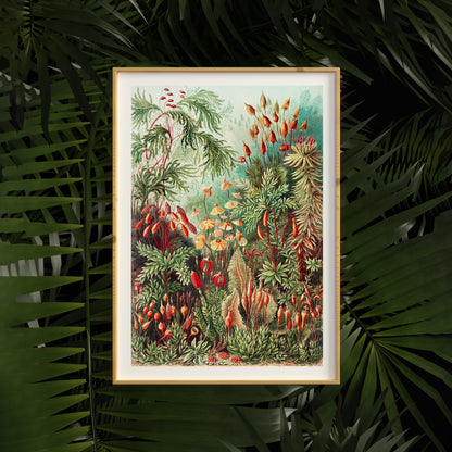 Ernst Haeckel Nature Poster