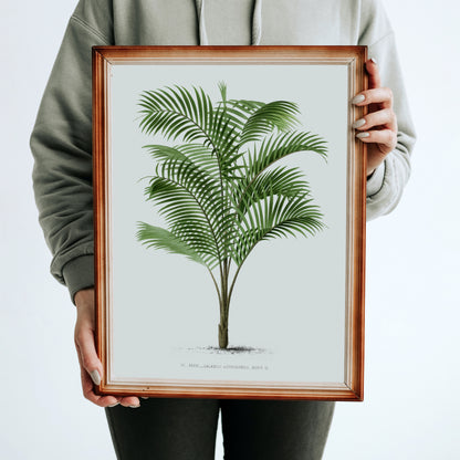 Les Palmiers Vintage Botanical Poster